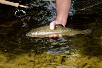 DNR announces schedule for Friday and Saturday trout stockings DNR announces schedule for Friday and Saturday trout stockings